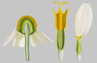 Matricaria chamomilla